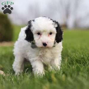 Mason, Cavapoo Puppy